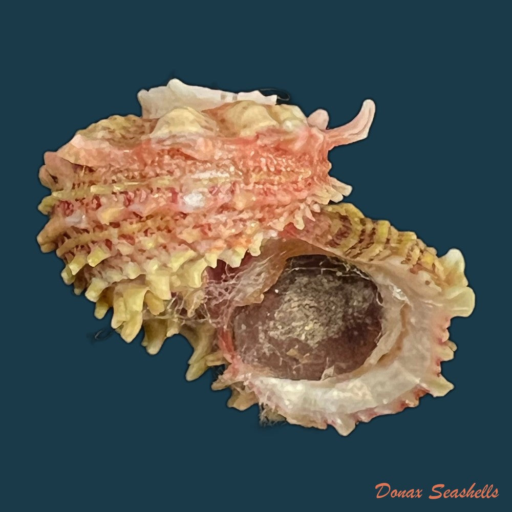 angaria-sphaerula-kiener-1838-30-8mm-copia