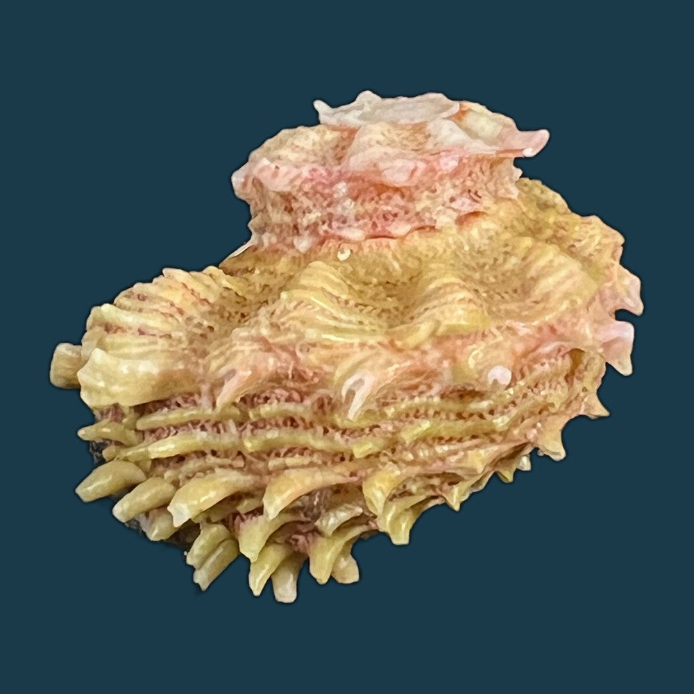 angaria-tyria-reeve-1842-66-9mm-copia