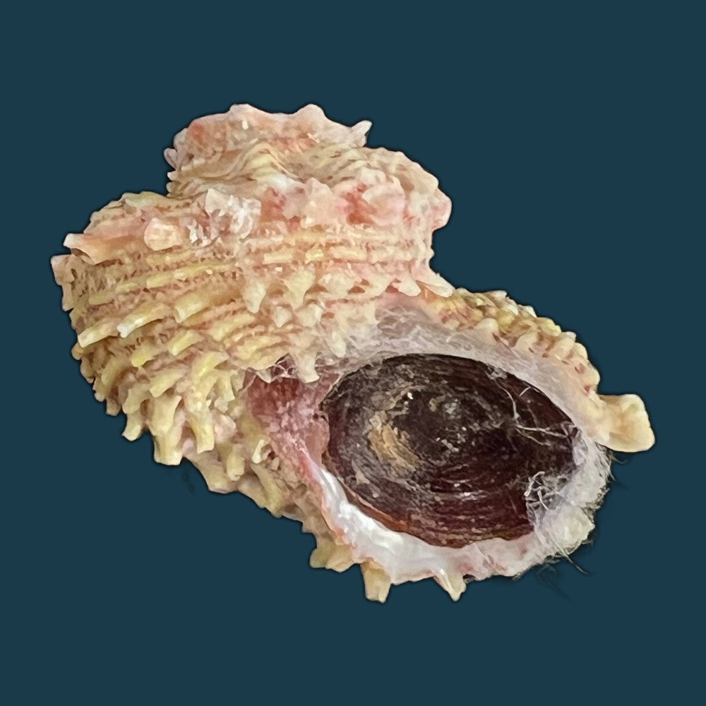 angaria-tyria-reeve-1842-66-9mm-copia