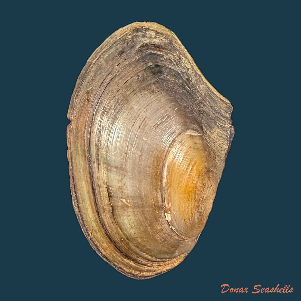 anodonta-cygnea-linnaeus-1758-60-2mm-copia-1