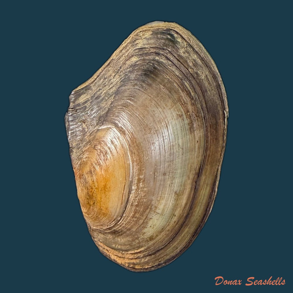 anodonta-cygnea-linnaeus-1758-60-2mm-copia-1