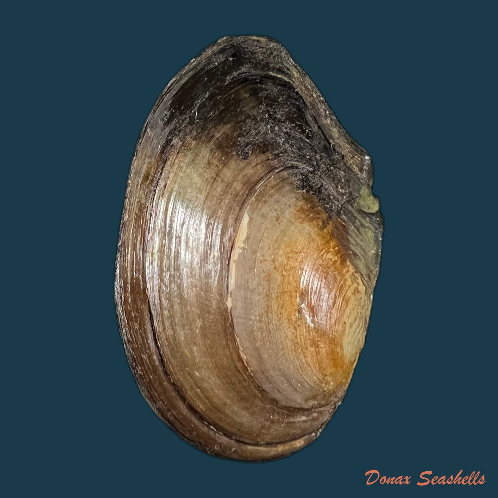 anodonta-cygnea-linnaeus-1758-60-2mm-copia