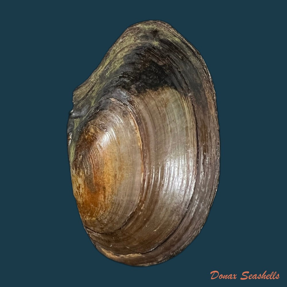 anodonta-cygnea-linnaeus-1758-60-2mm-copia