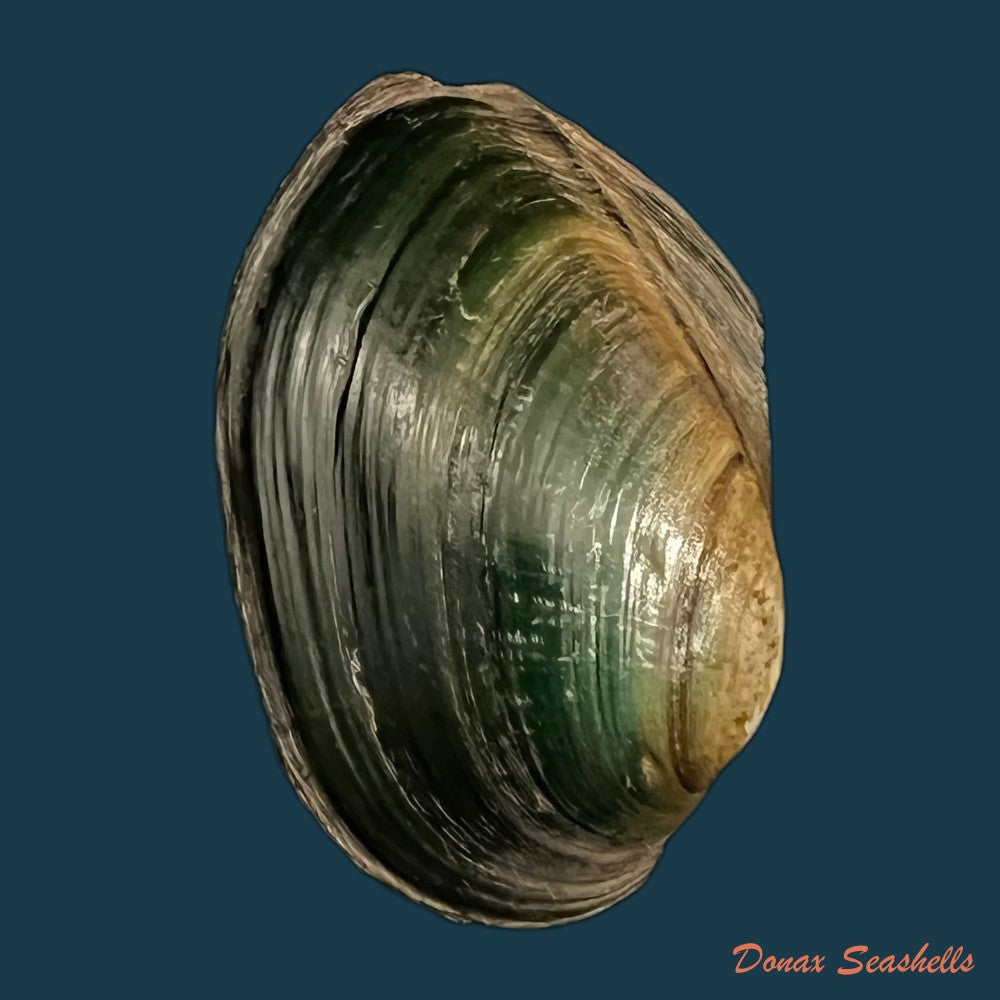 anodontites-georginae-gray-1834-39mm-copia