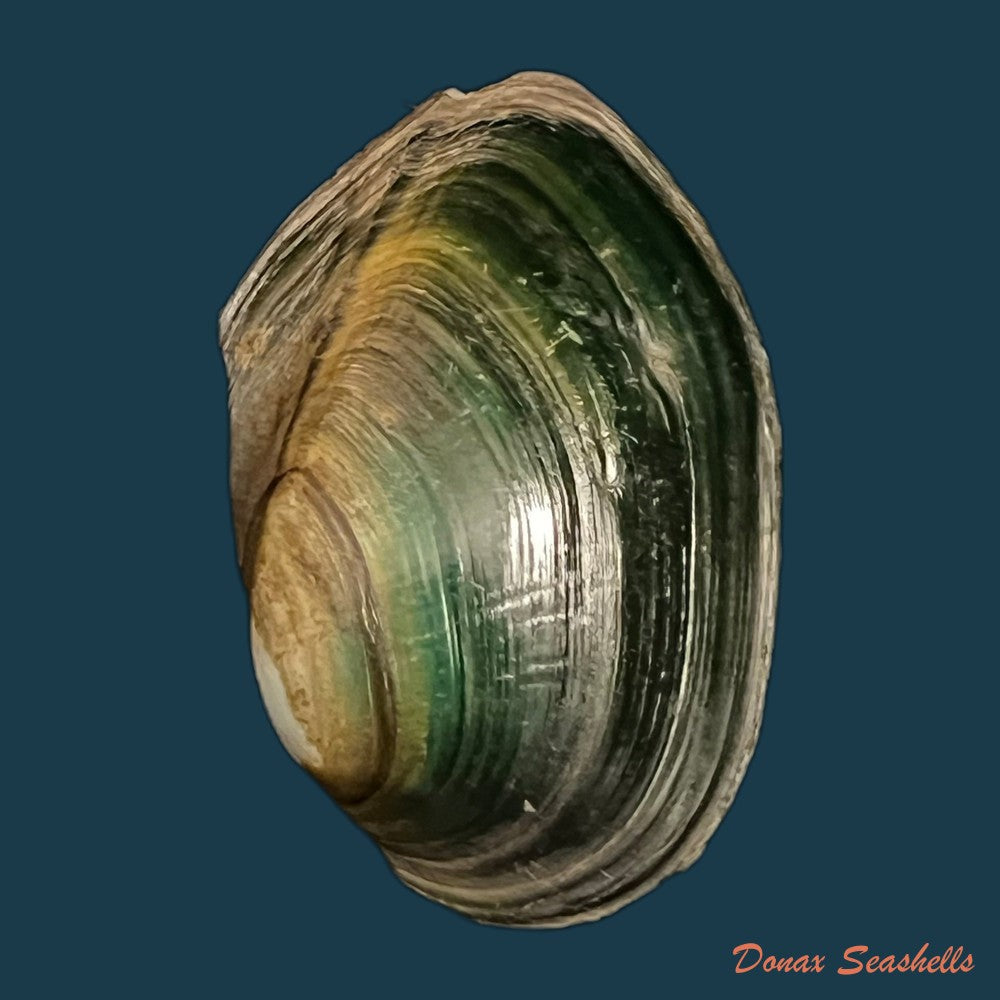 anodontites-georginae-gray-1834-39mm-copia