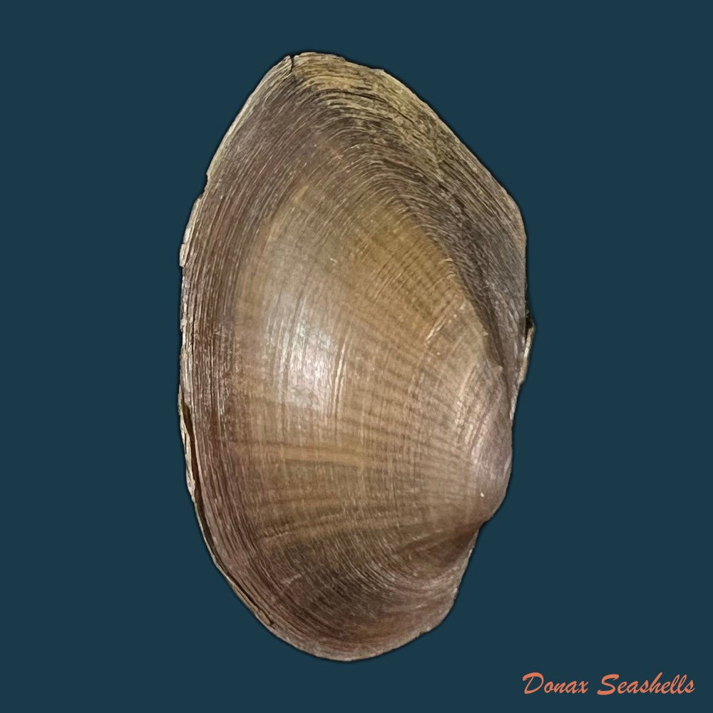 anodontites-georginae-gray-1834-42-7mm-copia