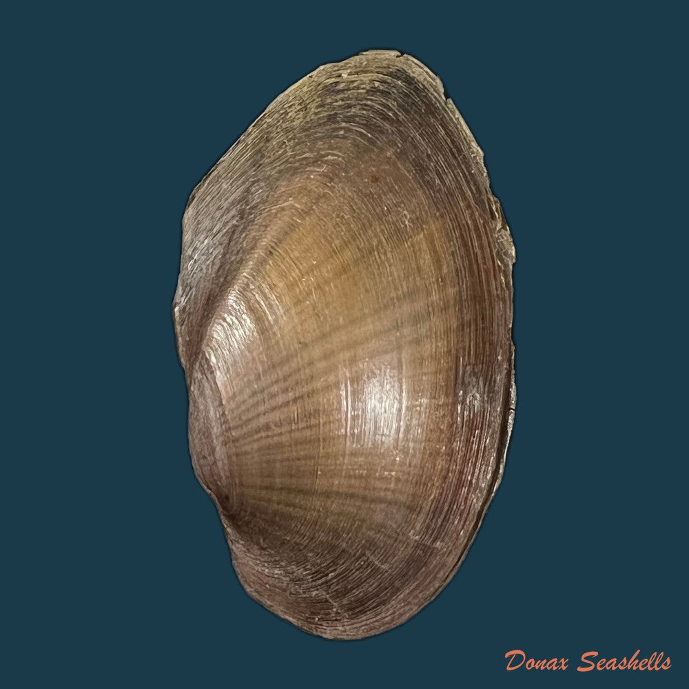 anodontites-georginae-gray-1834-42-7mm-copia