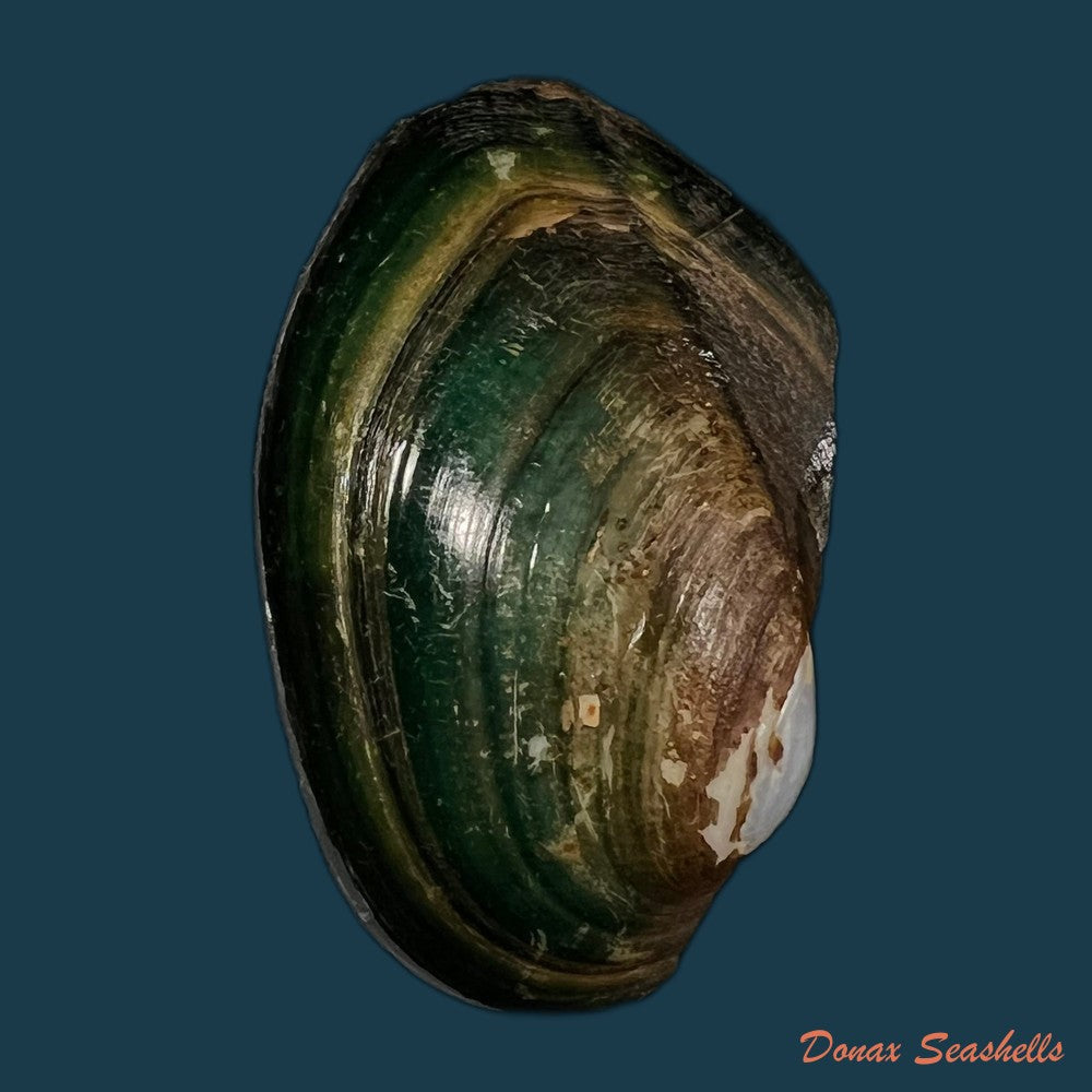 anodontites-georginae-gray-1834-47-6mm-copia