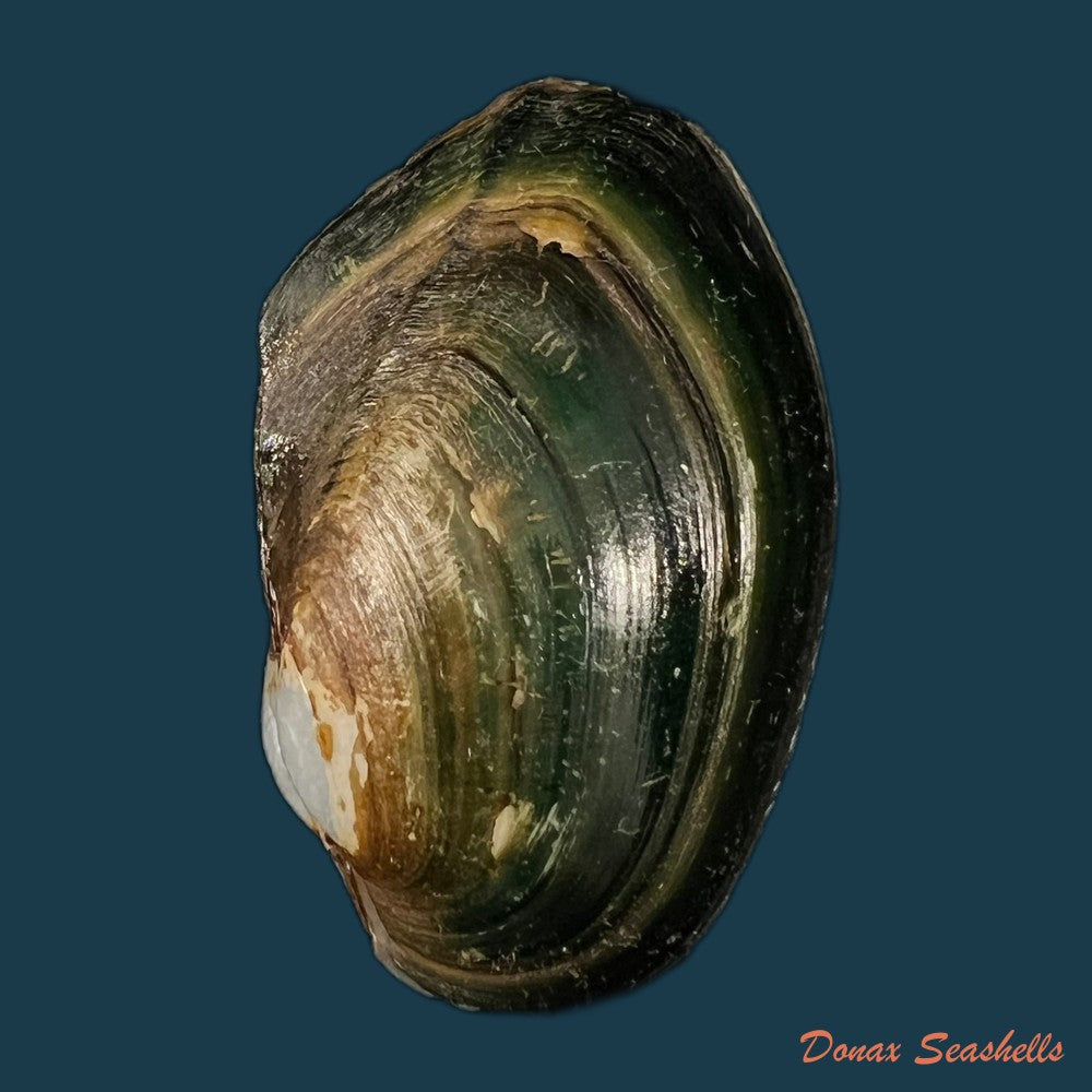 anodontites-georginae-gray-1834-47-6mm-copia
