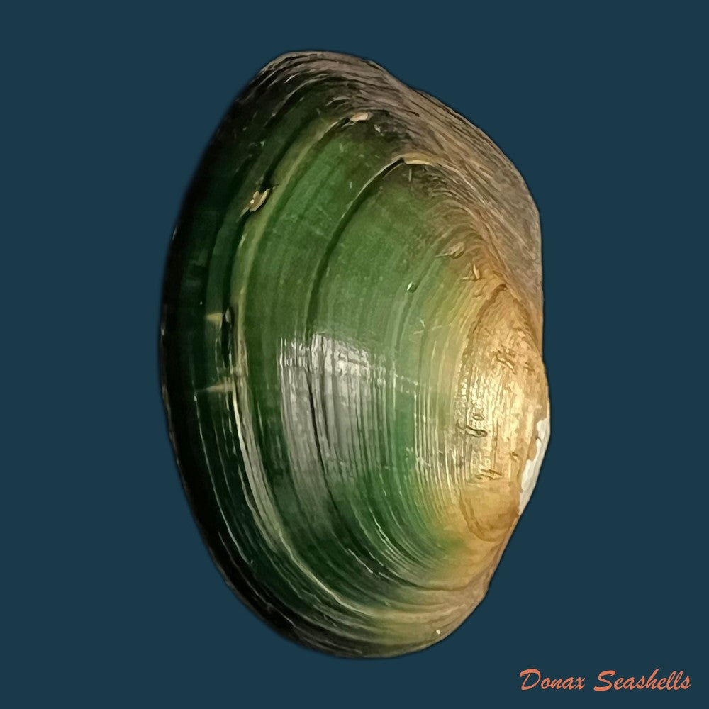 anodontites-georginae-gray-1834-49mm-copia