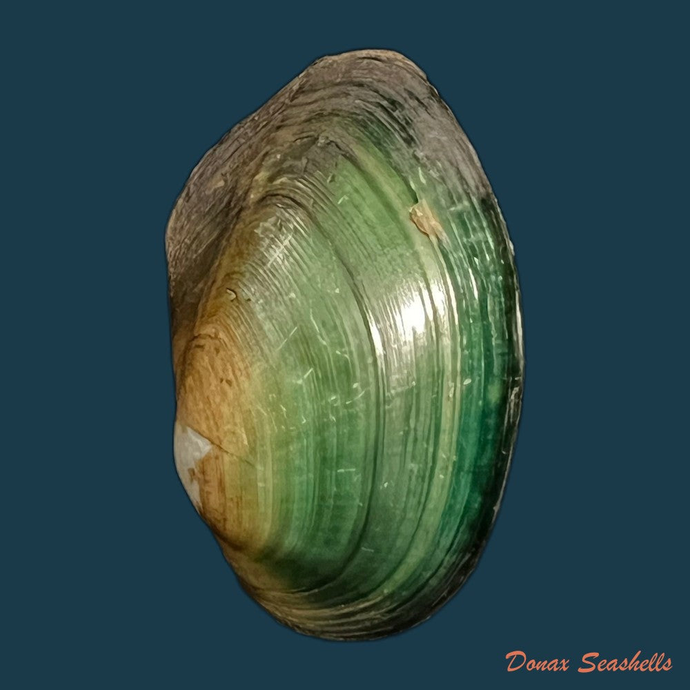 anodontites-georginae-gray-1834-49mm-copia