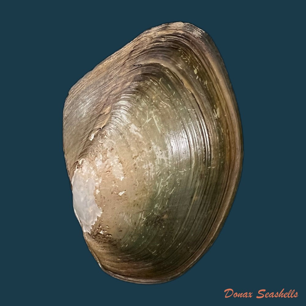 anodontites-juparana-ihering-1910-48-5mm-copia-1