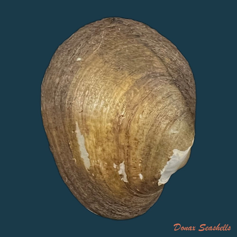 anodontites-juparana-ihering-1910-48-5mm-copia