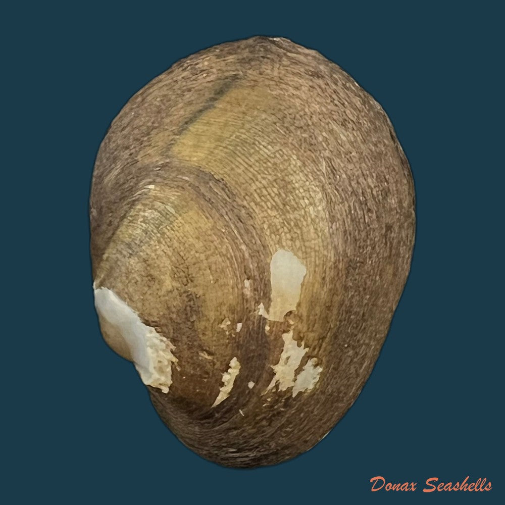 anodontites-juparana-ihering-1910-48-5mm-copia