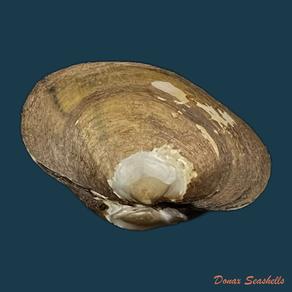 anodontites-juparana-ihering-1910-48-5mm-copia