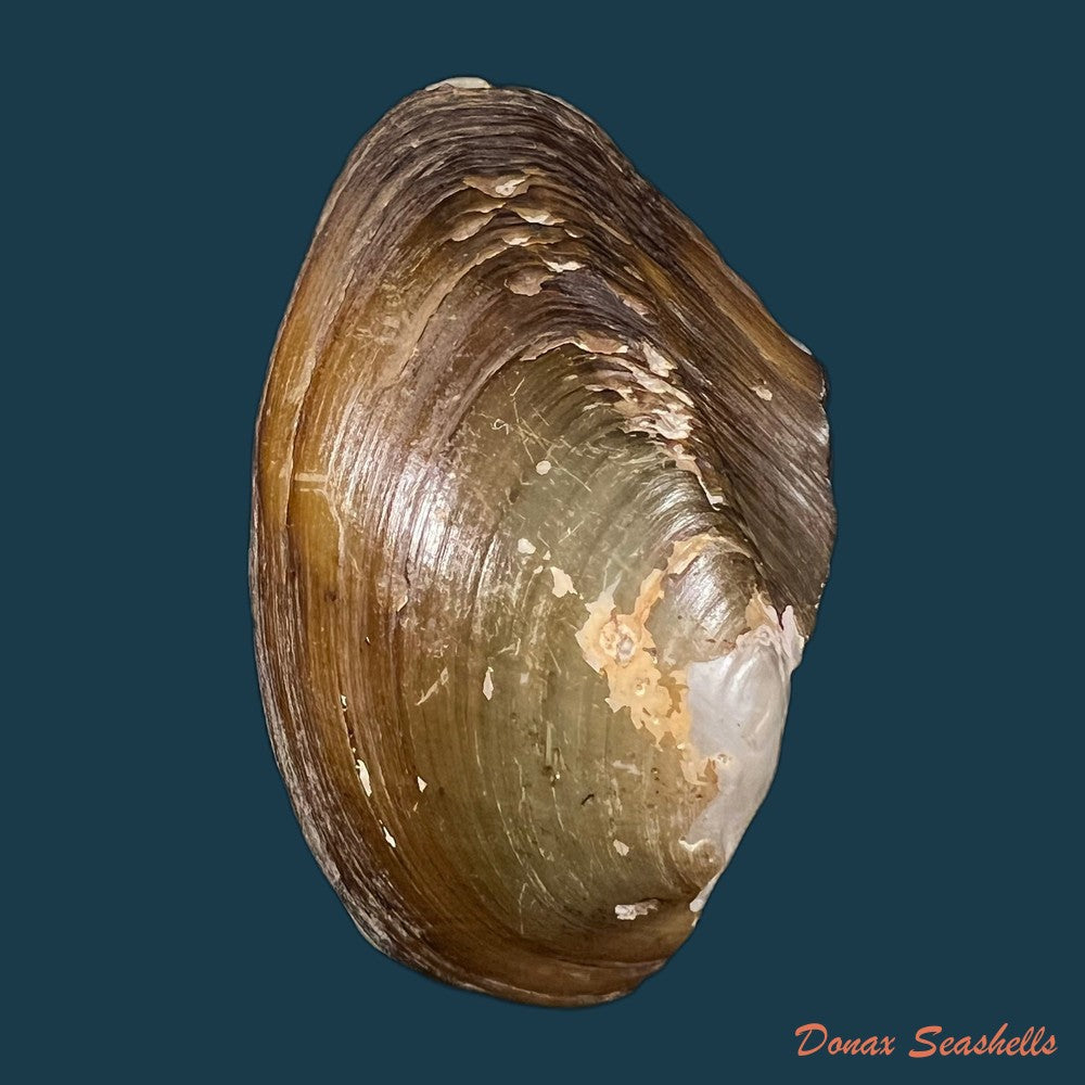 anodontites-juparana-ihering-1910-49-5mm-copia