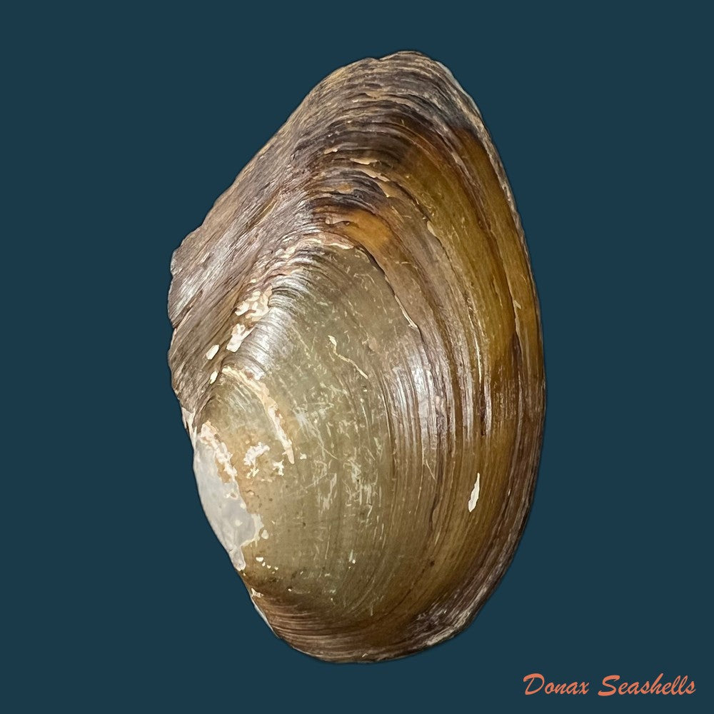 anodontites-juparana-ihering-1910-49-5mm-copia