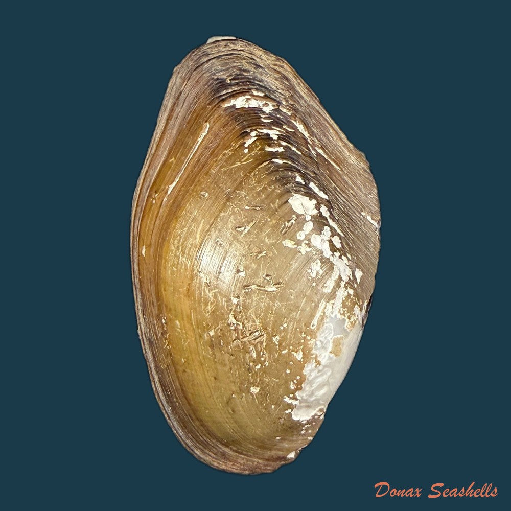 anodontites-juparana-ihering-1910-64-3mm-copia