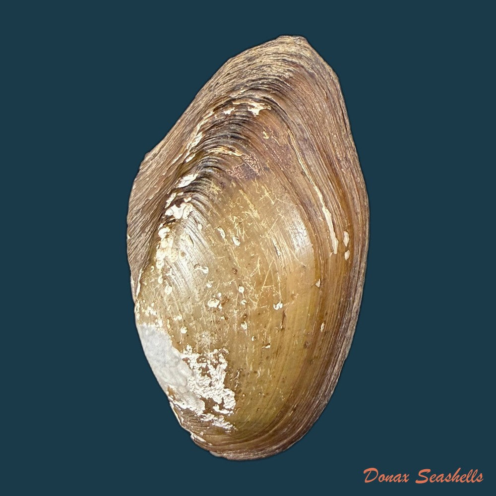 anodontites-juparana-ihering-1910-64-3mm-copia