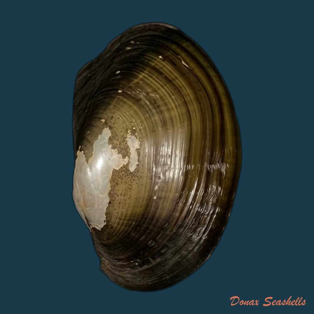 anodontites-trapesialis-exoticus-lamarck-1819-105-2mm-copia
