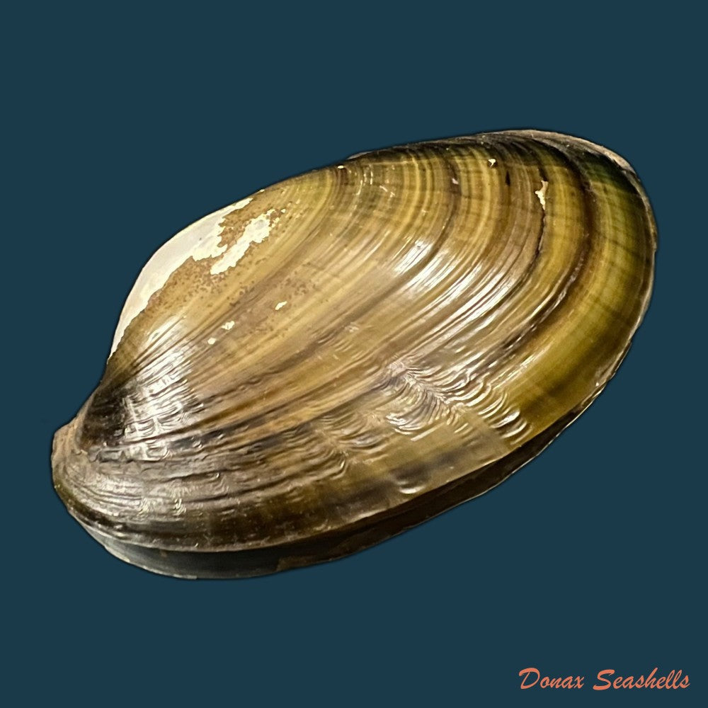 anodontites-trapesialis-exoticus-lamarck-1819-105-2mm-copia