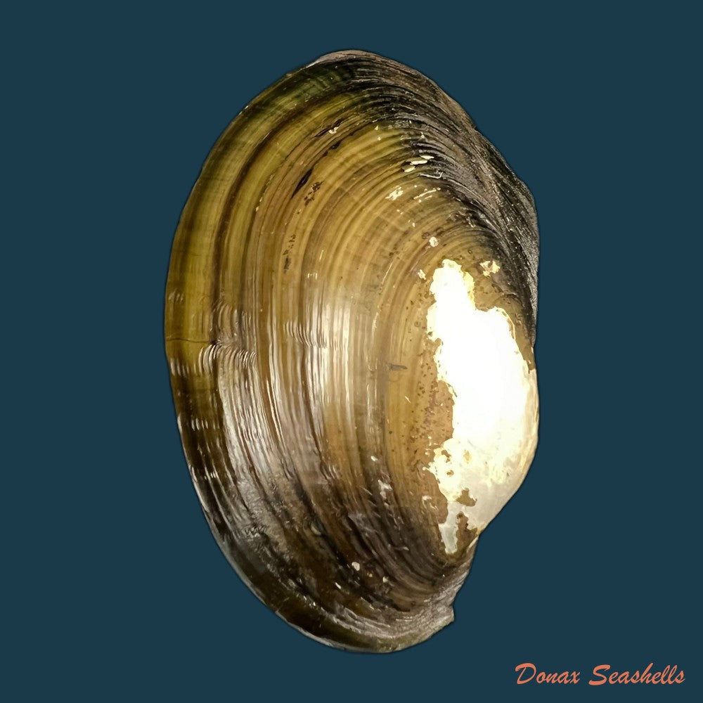 anodontites-trapesialis-exoticus-lamarck-1819-105-2mm-copia