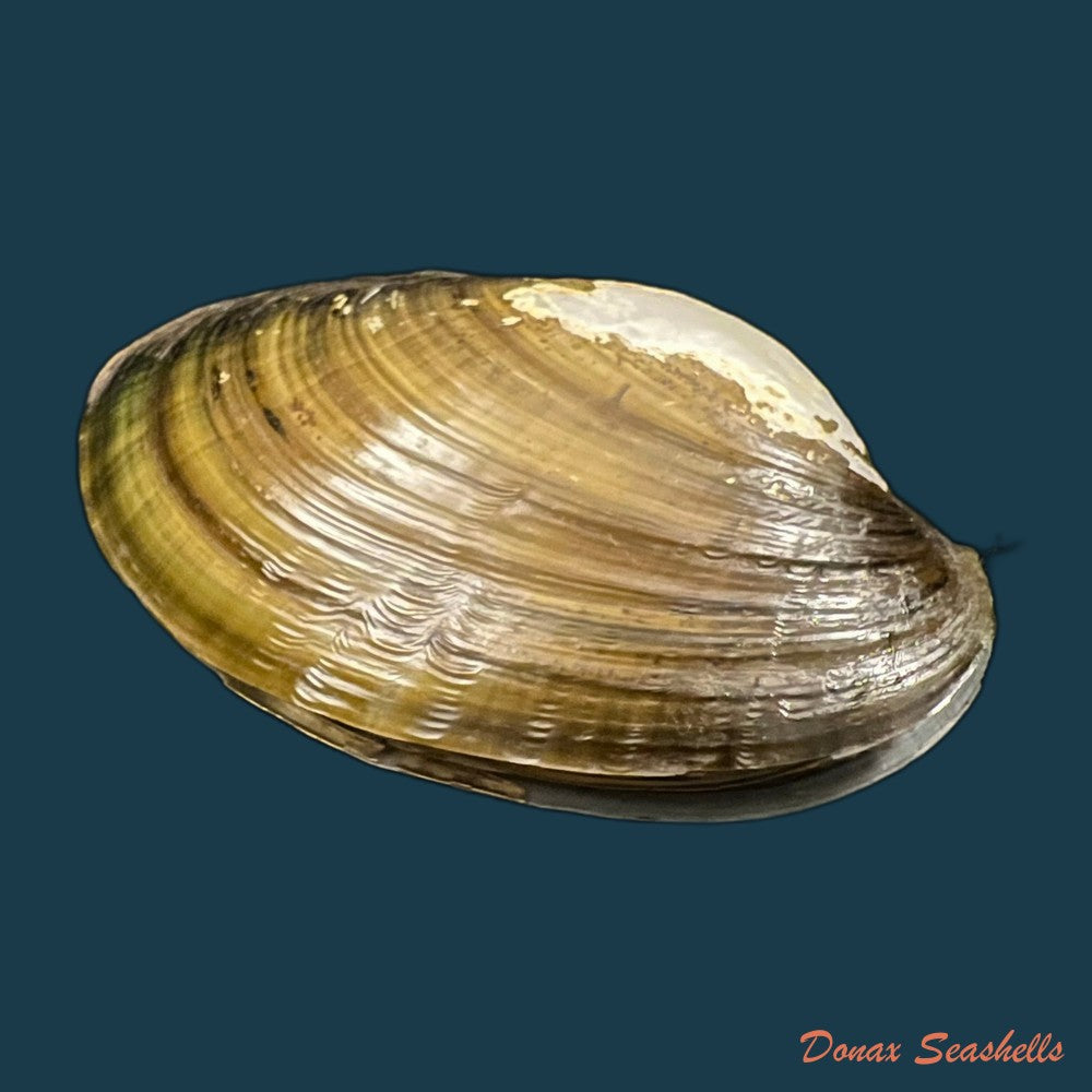 anodontites-trapesialis-exoticus-lamarck-1819-105-2mm-copia