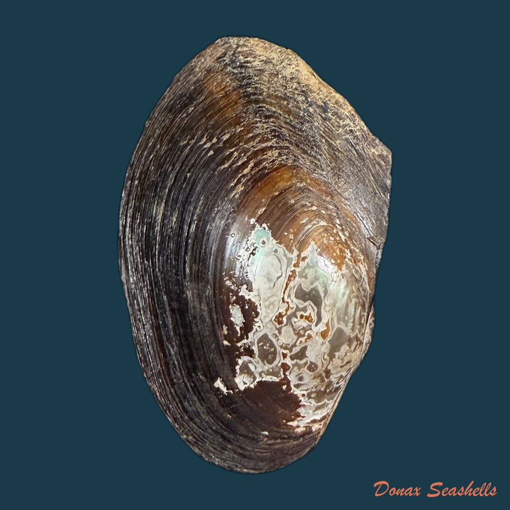 anodontites-trapesialis-lamarck-1814-130-2mm-copia-1