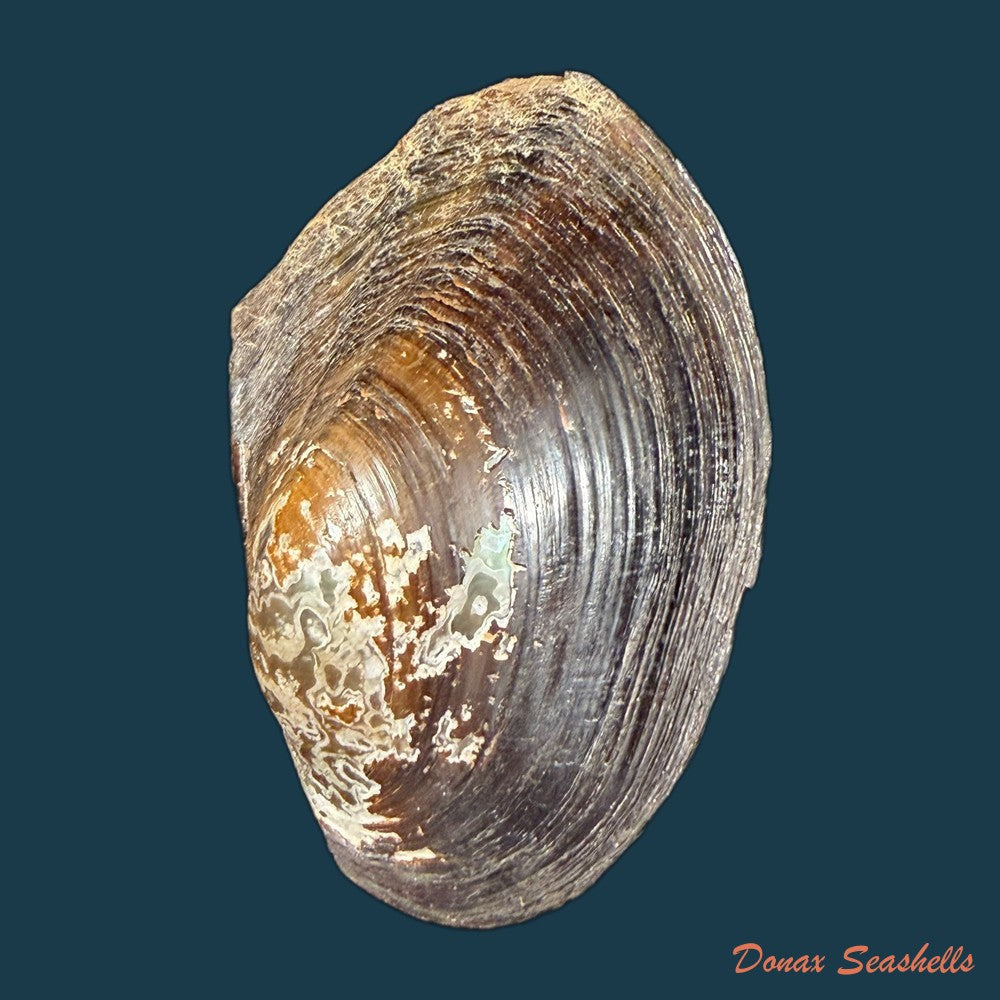 anodontites-trapesialis-lamarck-1814-130-2mm-copia-1