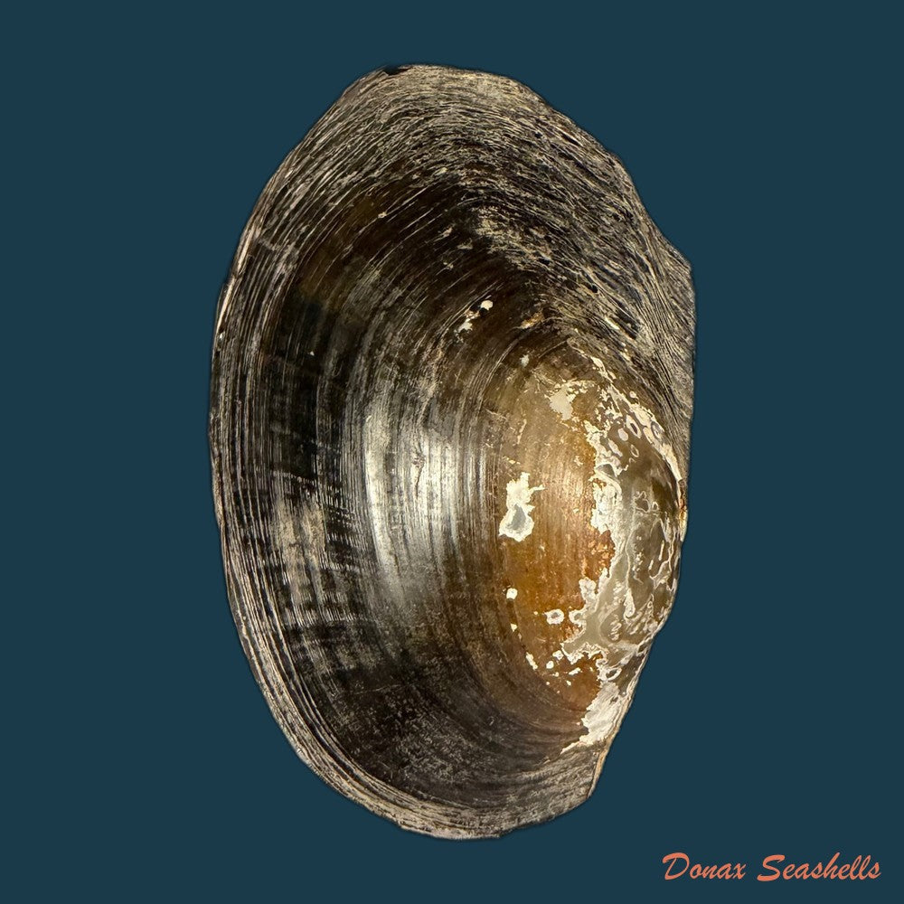 anodontites-trapesialis-lamarck-1814-130-2mm-copia