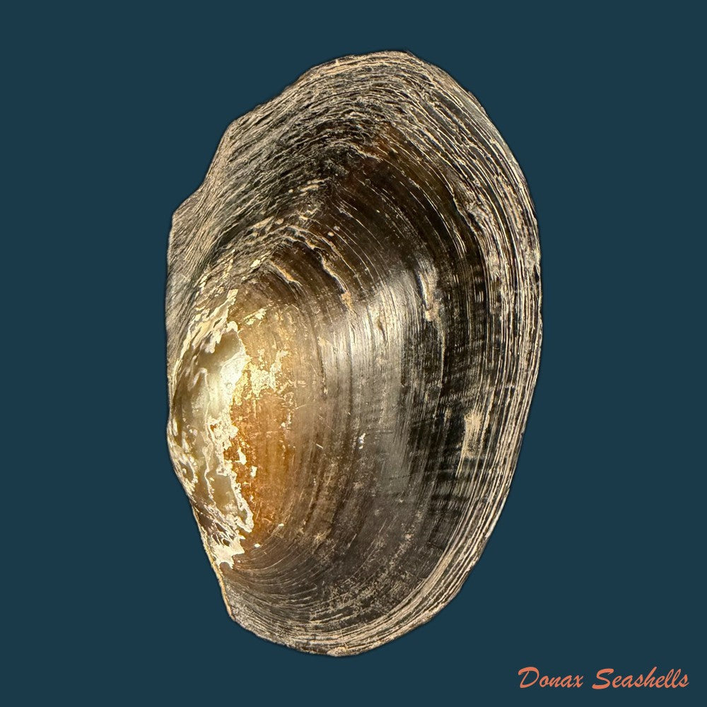 anodontites-trapesialis-lamarck-1814-130-2mm-copia