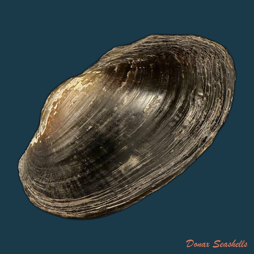 anodontites-trapesialis-lamarck-1814-130-2mm-copia