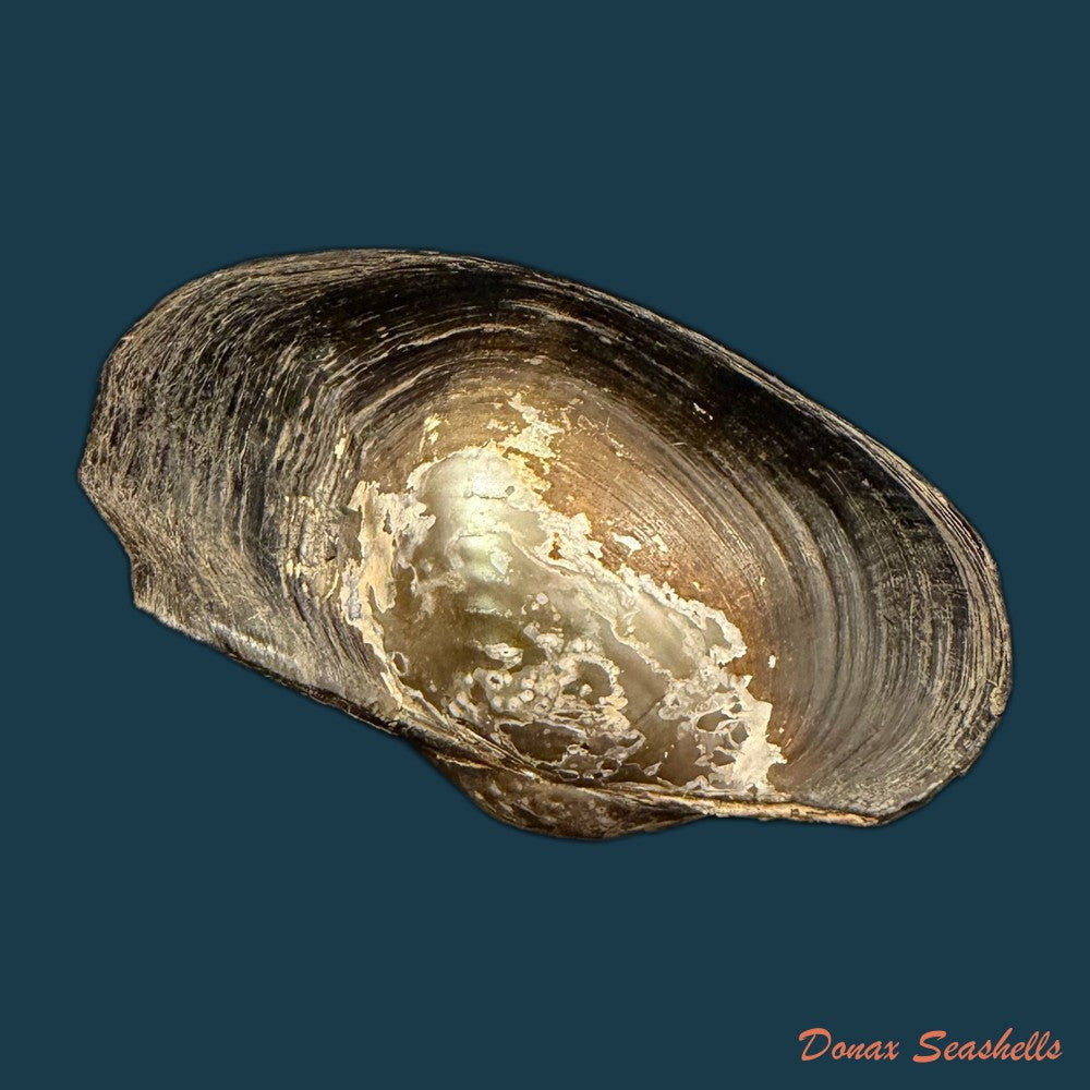 anodontites-trapesialis-lamarck-1814-130-2mm-copia