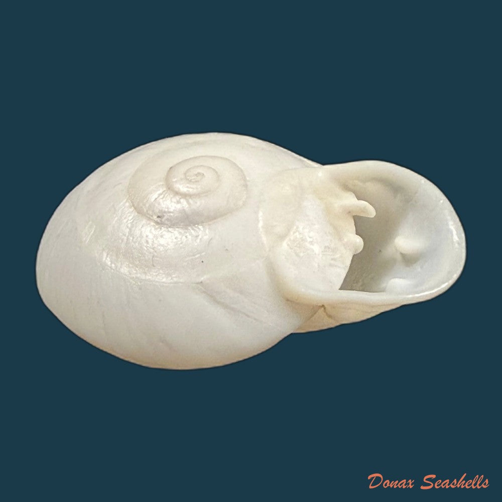 anostoma-depressum-lamarck-1822-33-5mm-copia