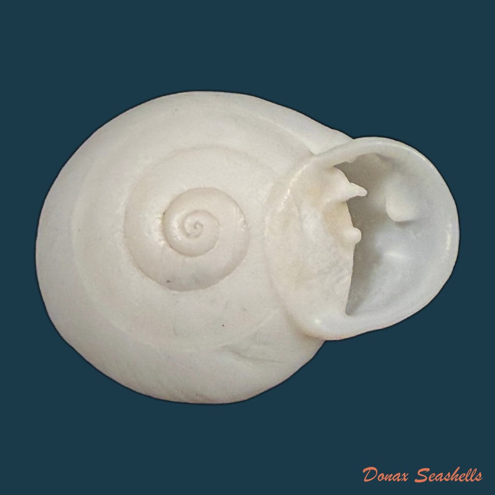 anostoma-depressum-lamarck-1822-33-5mm-copia