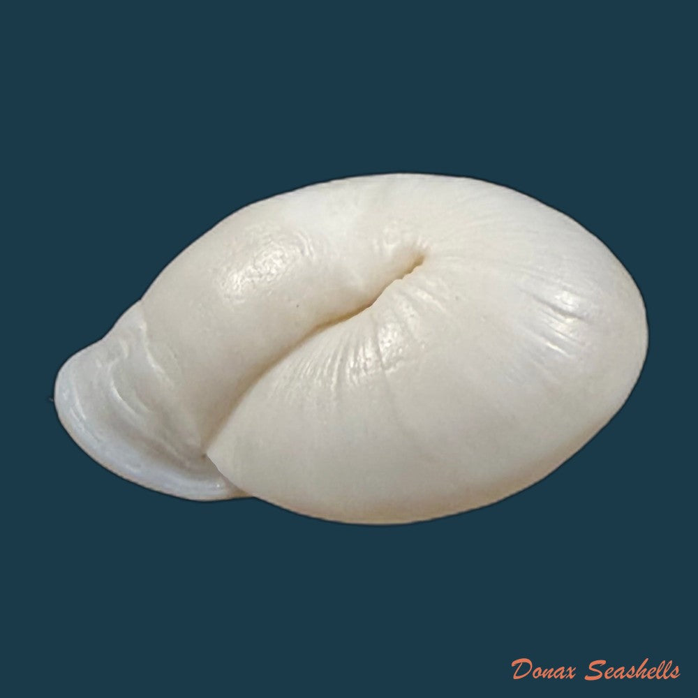 anostoma-depressum-lamarck-1822-33-5mm-copia