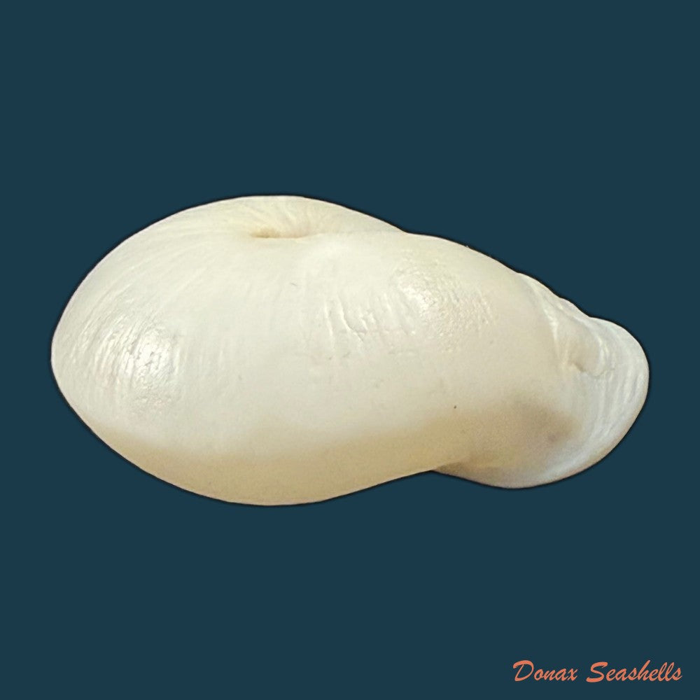 anostoma-depressum-lamarck-1822-33-5mm-copia
