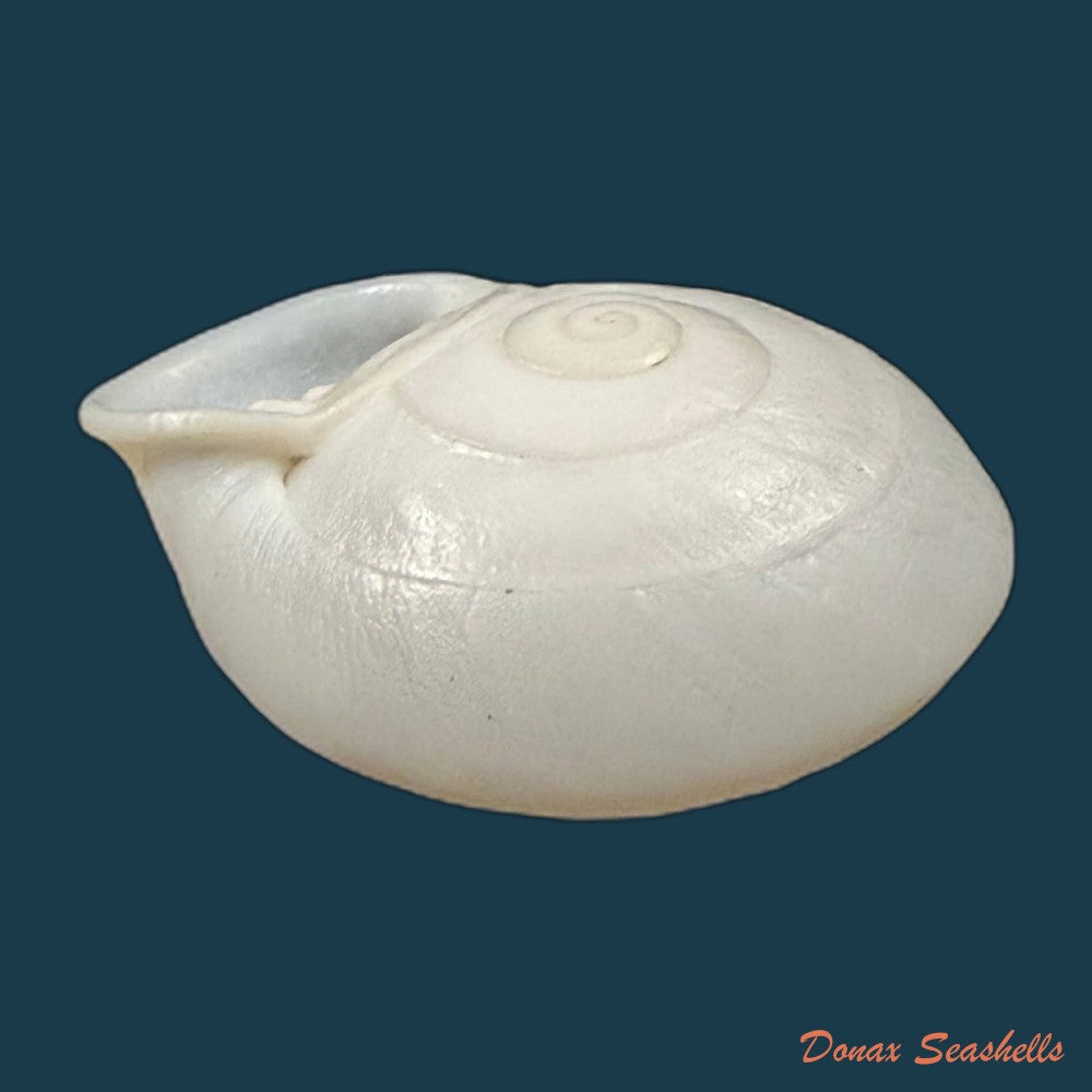 anostoma-depressum-lamarck-1822-33-5mm-copia