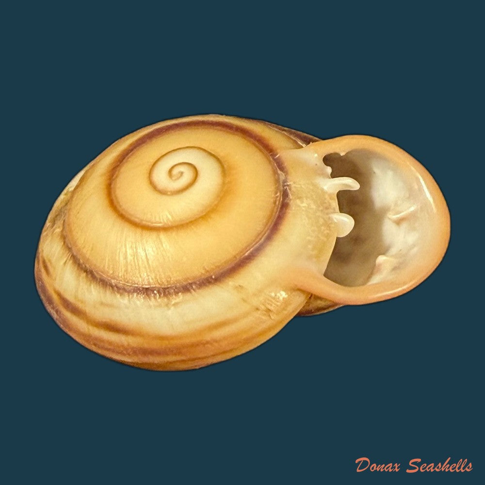 anostoma-depressum-lamarck-1822-39-1mm-copia
