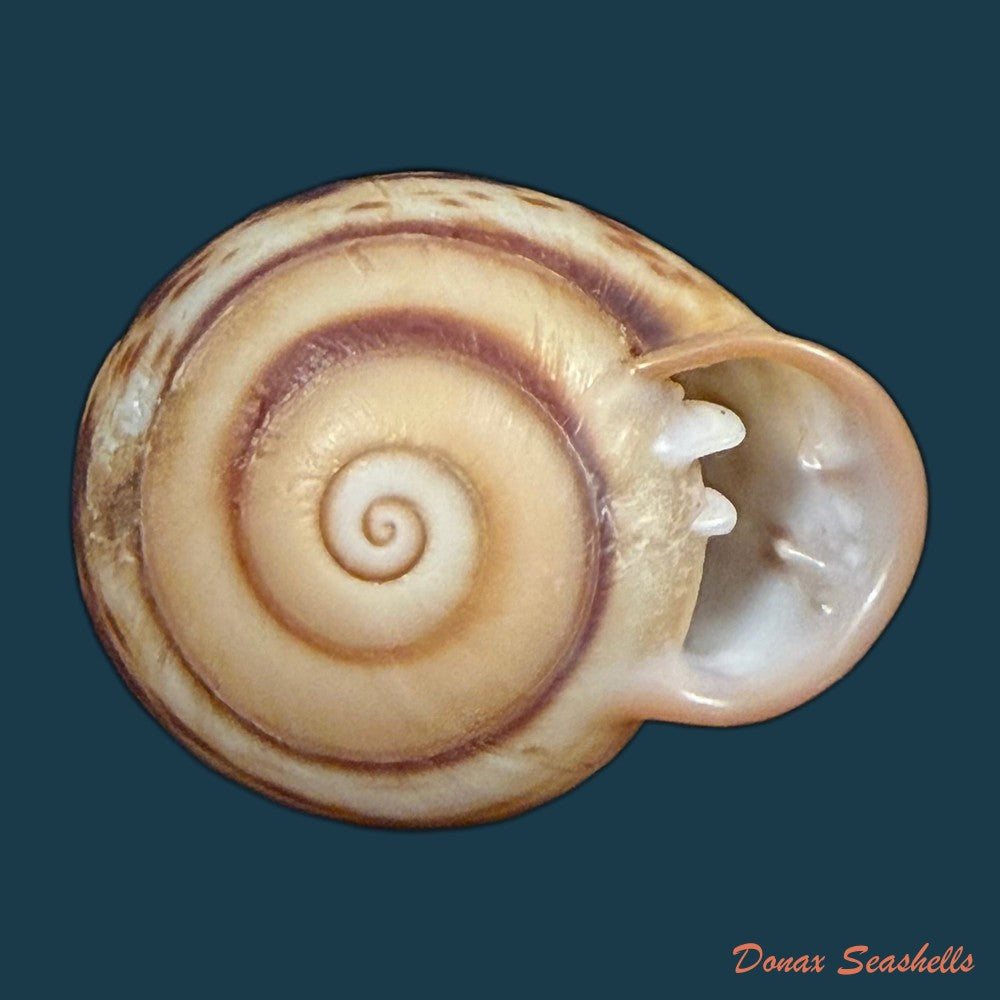 anostoma-depressum-lamarck-1822-39-1mm-copia