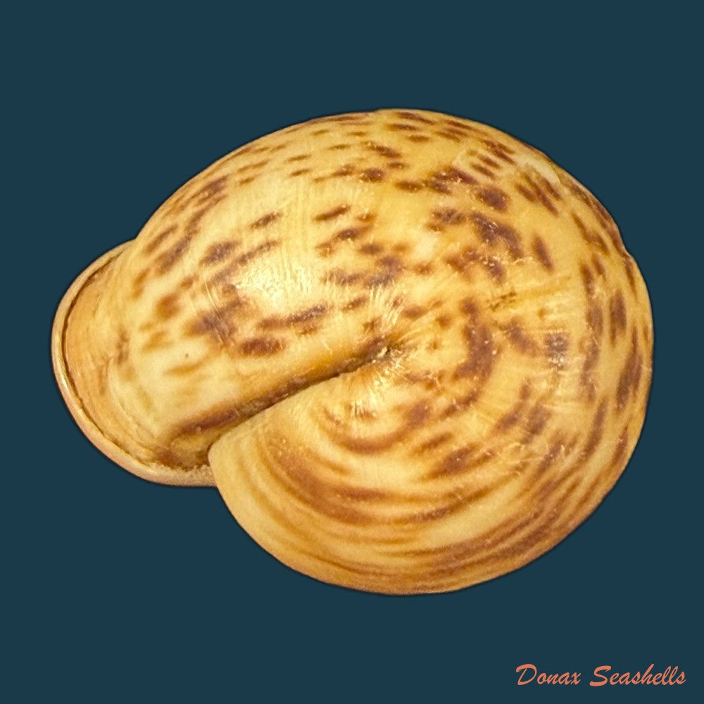 anostoma-depressum-lamarck-1822-39-1mm-copia