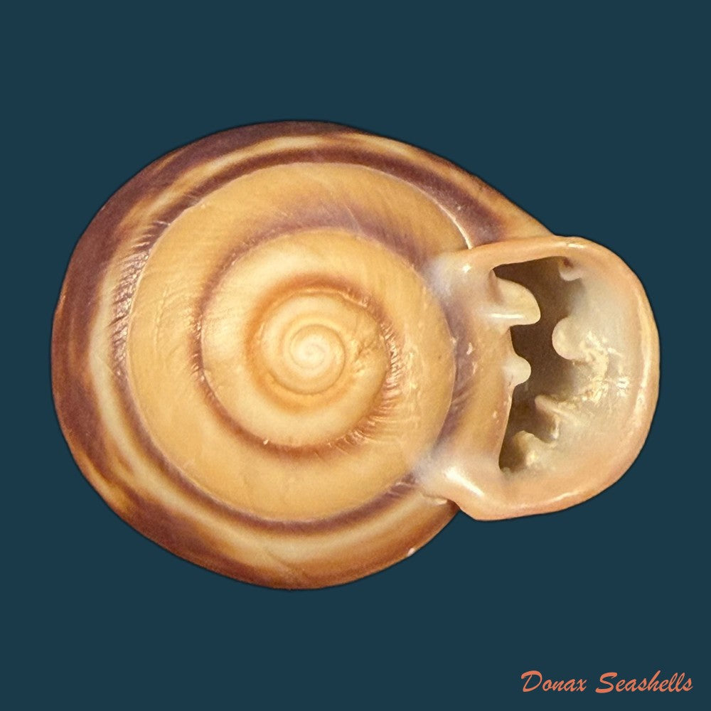 anostoma-depressum-lamarck-1822-39-5mm-copia-1