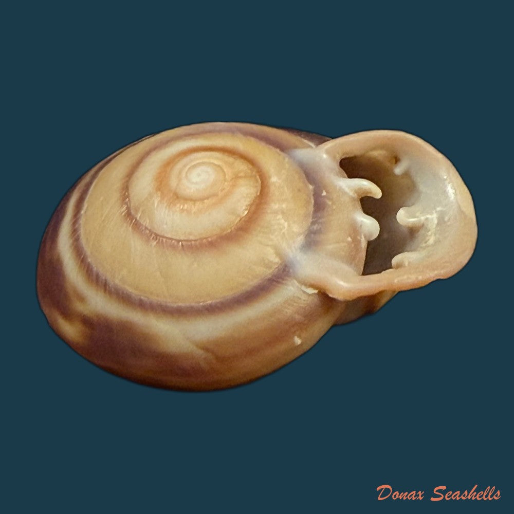 anostoma-depressum-lamarck-1822-39-5mm-copia-1
