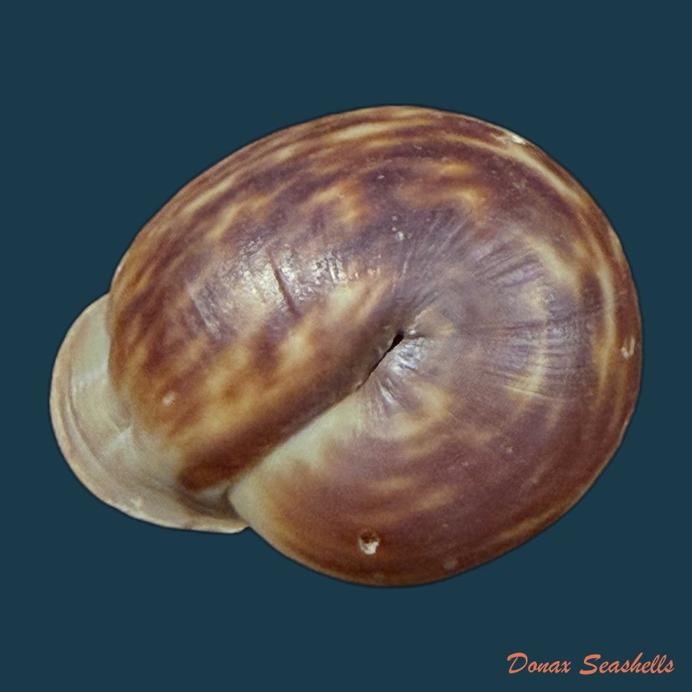 anostoma-depressum-lamarck-1822-39-5mm-copia-1
