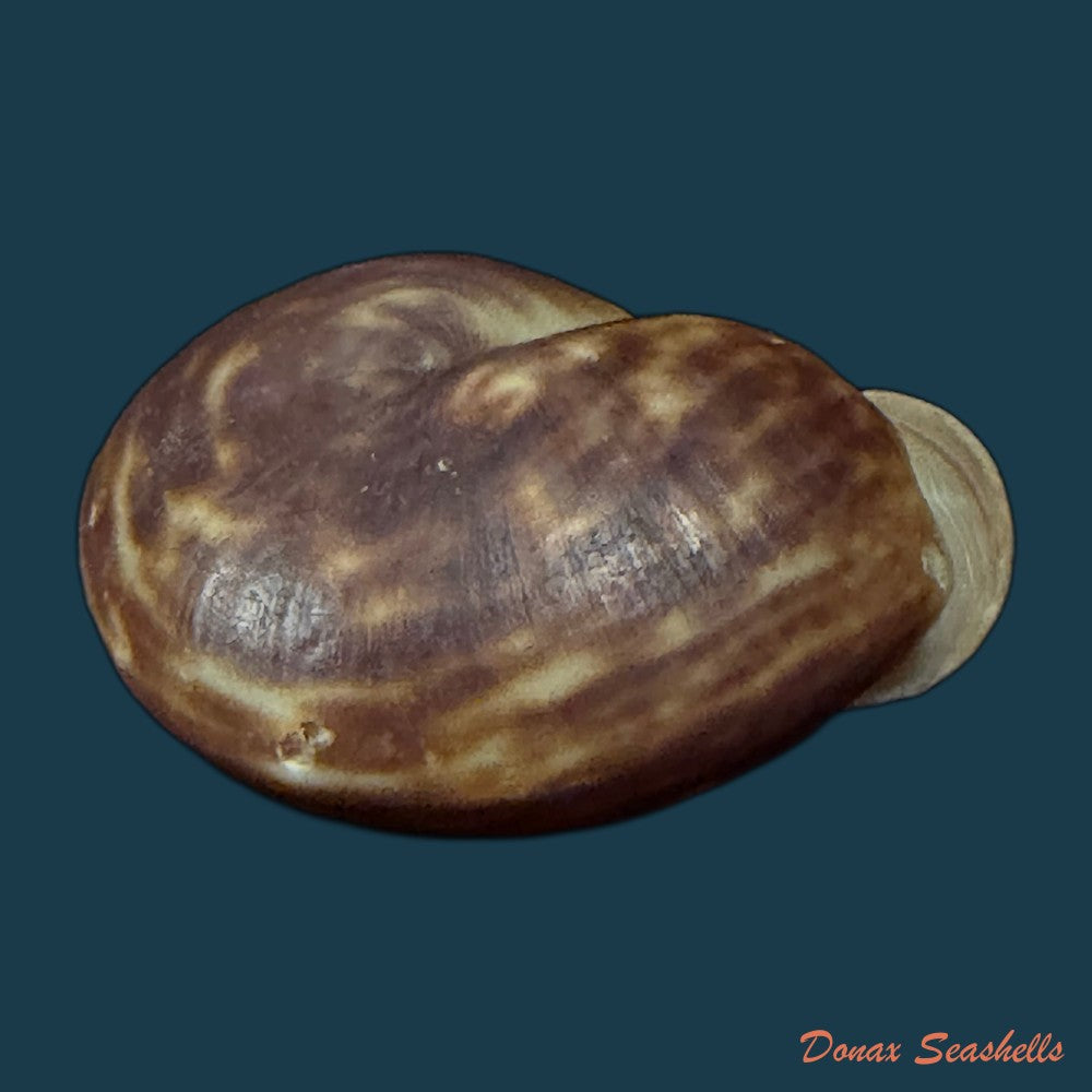anostoma-depressum-lamarck-1822-39-5mm-copia-1