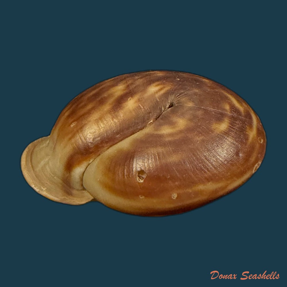 anostoma-depressum-lamarck-1822-39-5mm-copia-1