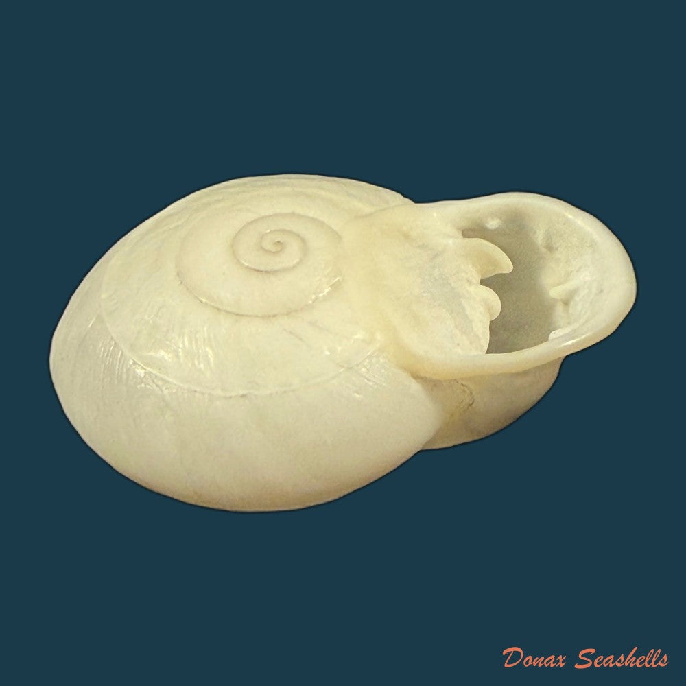 anostoma-depressum-lamarck-1822-39-5mm-copia