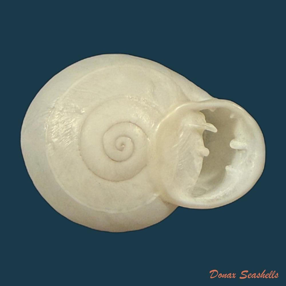 anostoma-depressum-lamarck-1822-39-5mm-copia
