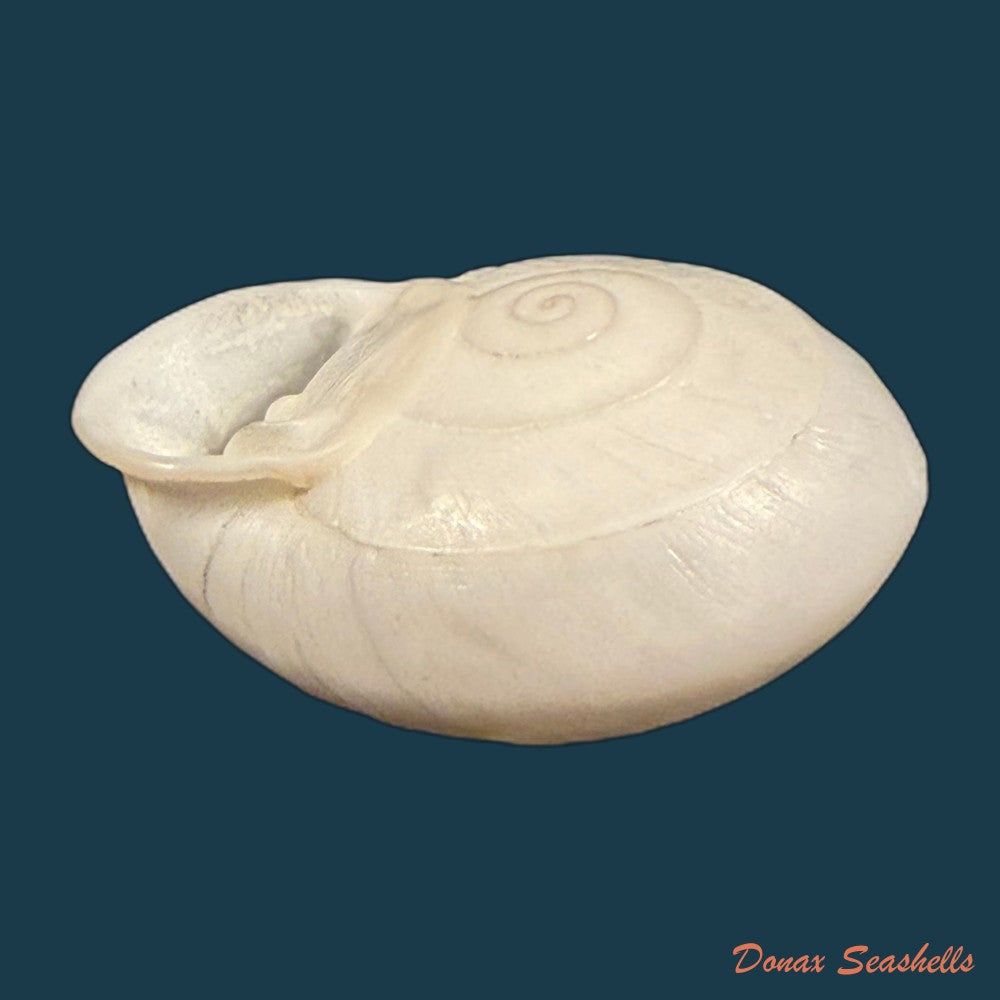 anostoma-depressum-lamarck-1822-39-5mm-copia