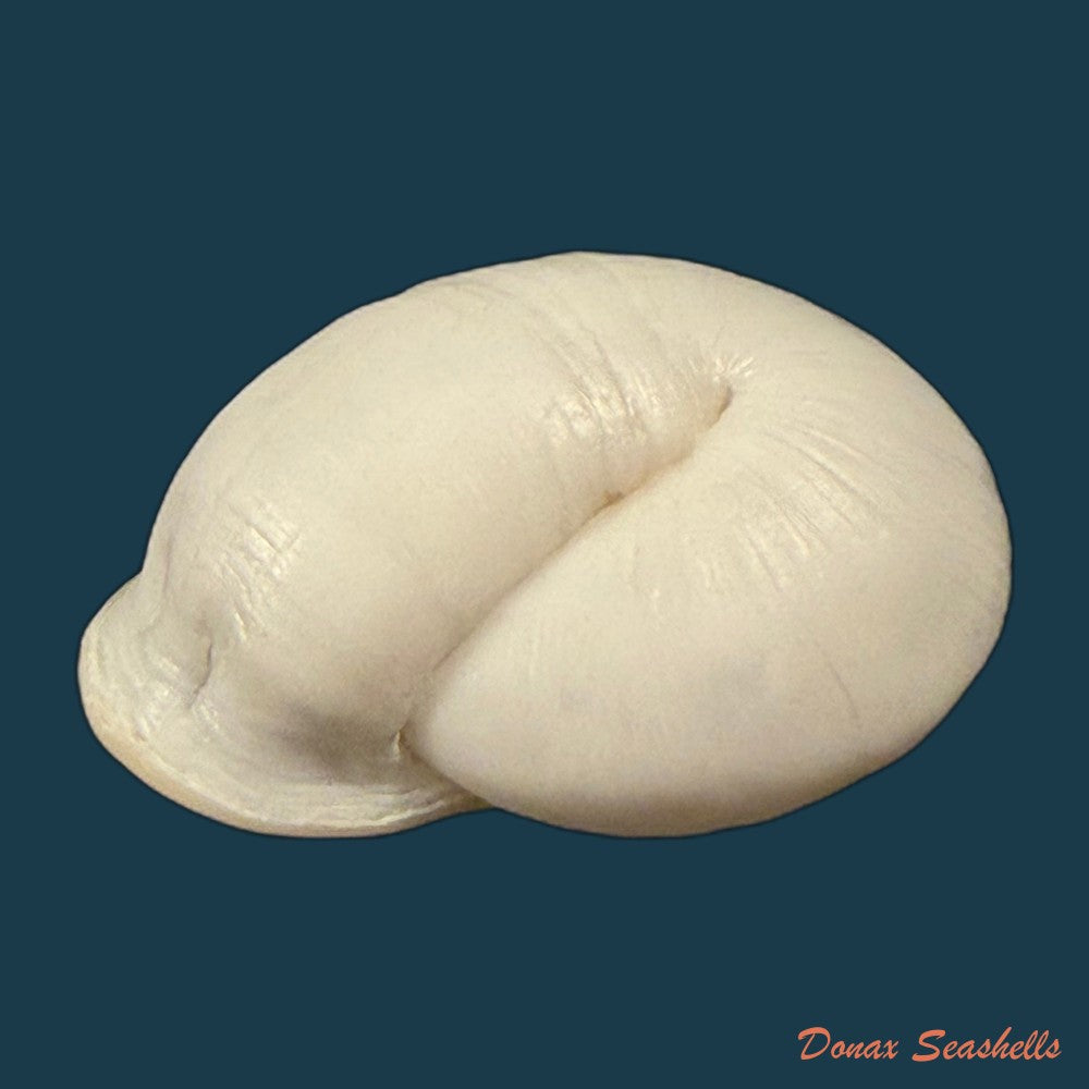 anostoma-depressum-lamarck-1822-39-5mm-copia